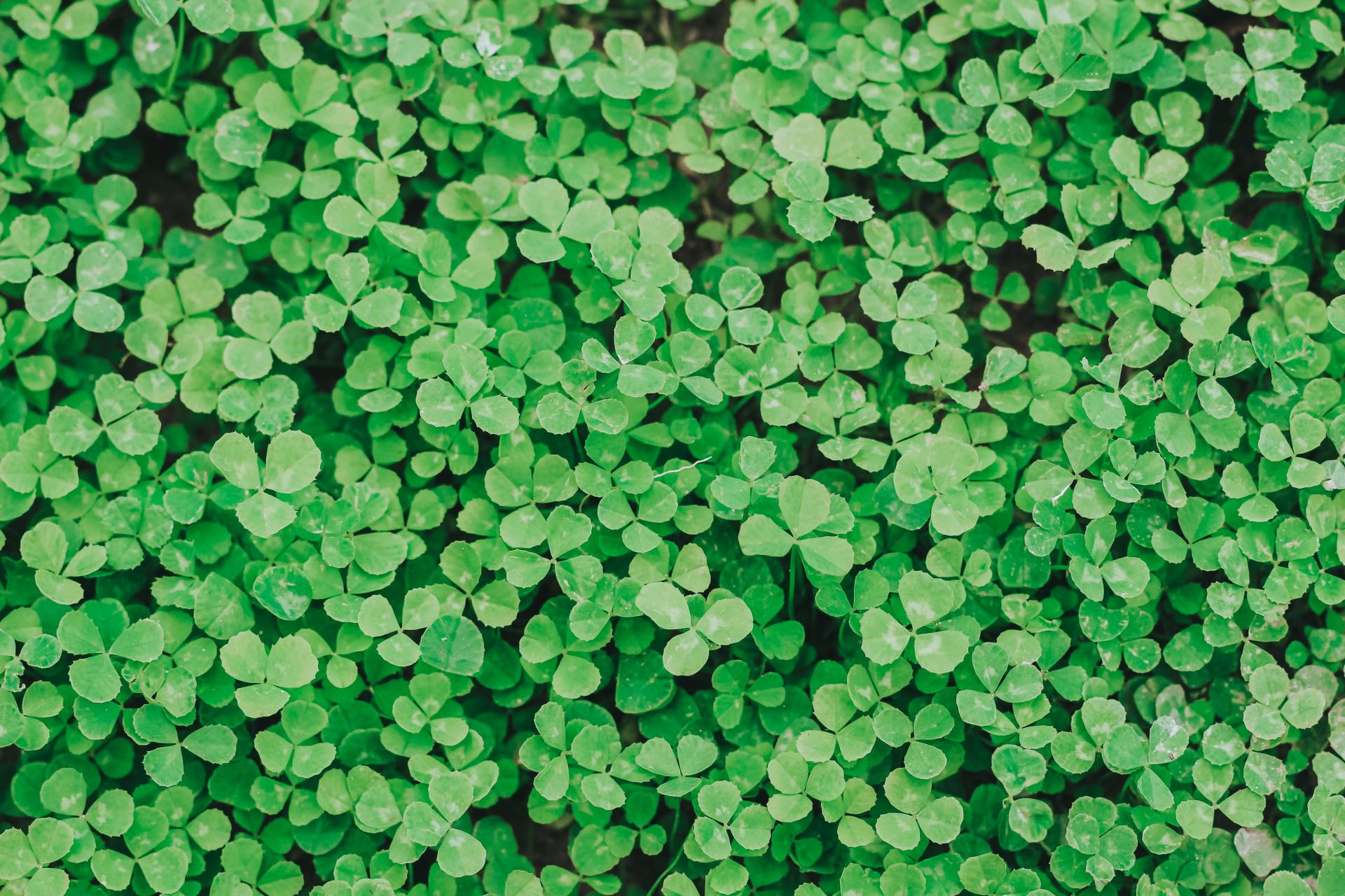 shamrock background