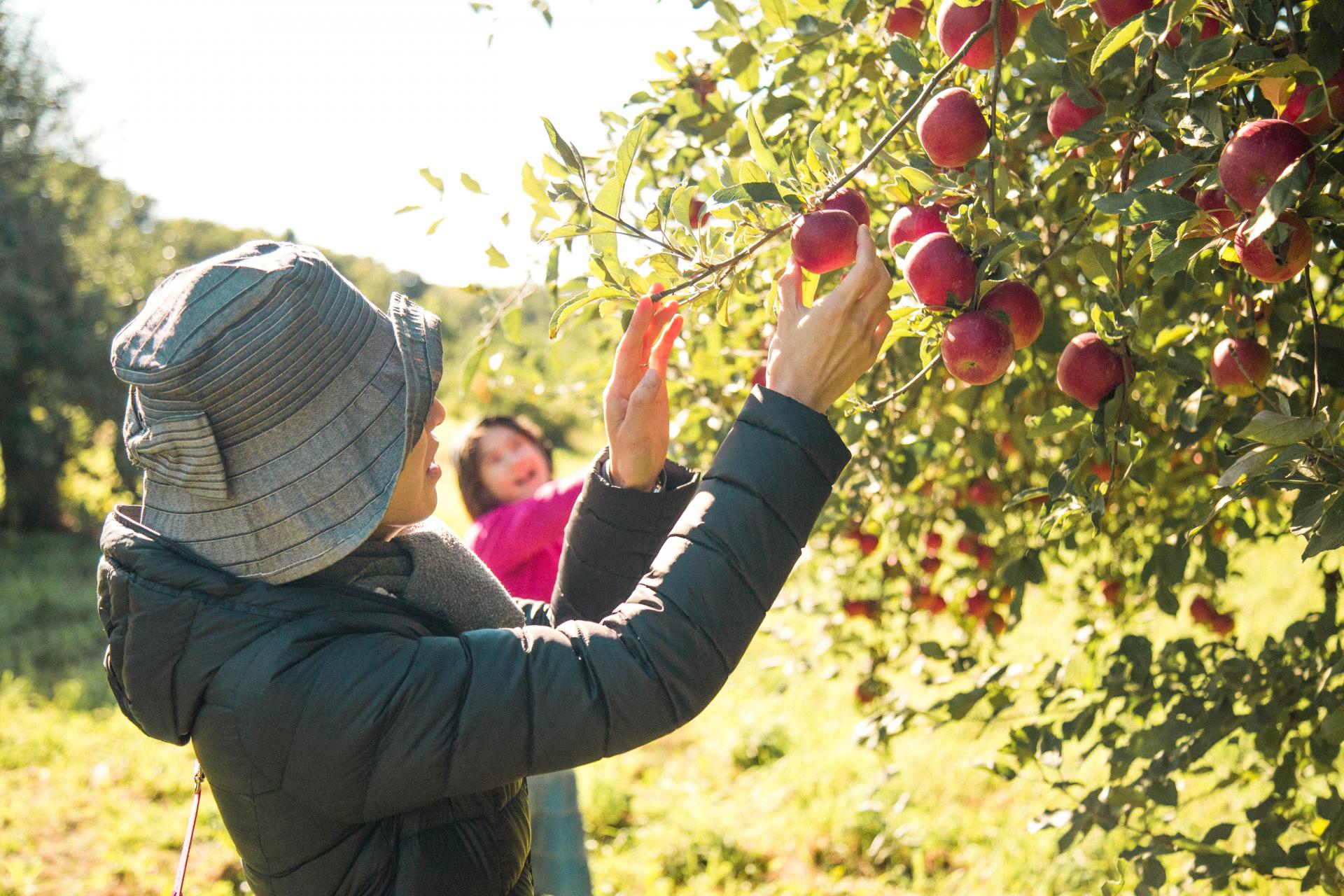 family apple picking at an orchard in Southwest Michigan