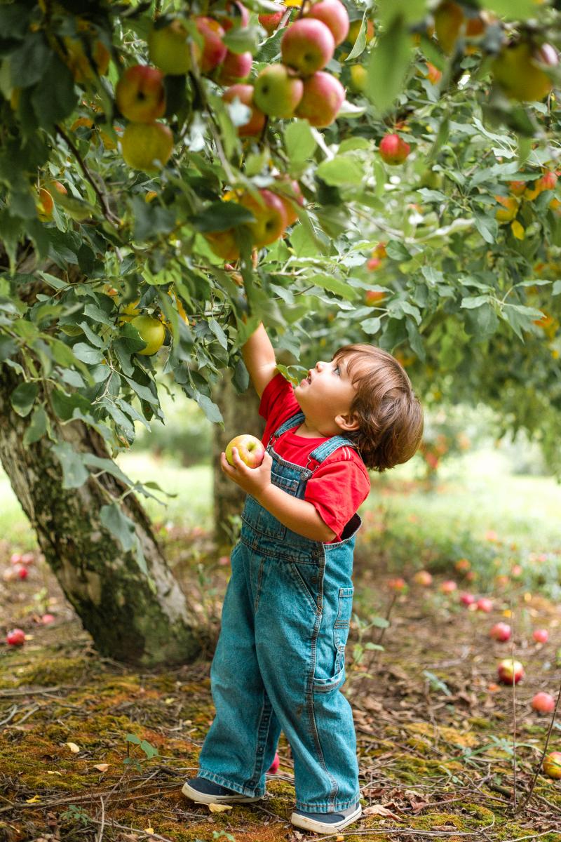 small boy apple picking at an orchard in Southwest Michigan
