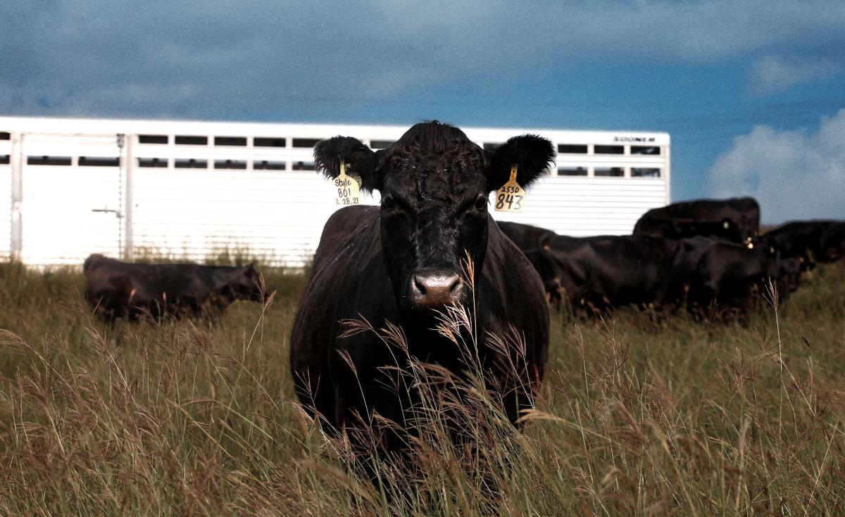 a cow staring at the camera with a Sooner Trailer in the background