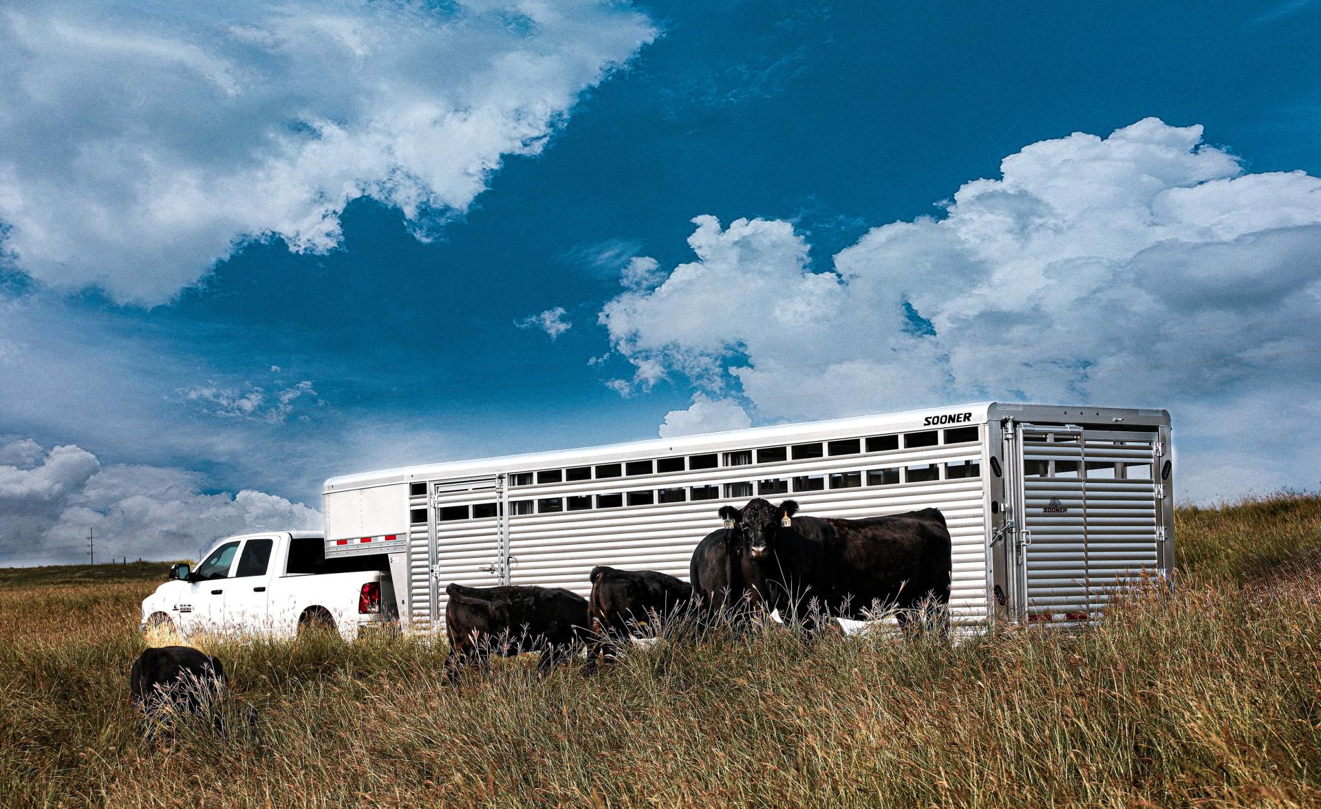 a Sooner Combo Livestock Trailer sitting in open field with black cattle in front of it